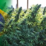 Brazilië legaliseert cannabis voor persoonlijk gebruik